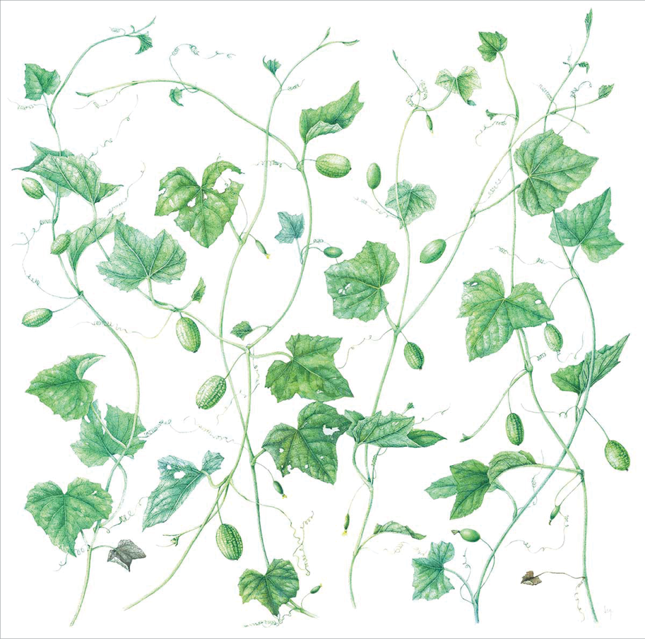 Watercolor of small oblong green and white speckled gherkins growing on thin entangled vines and green leaves 