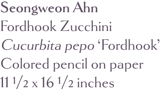 Seongweon Ahn Fordhook Zucchini Cucurbita pepo  Fordhook  Colored pencil on paper 11 1 2 x 16 1 2 inches 