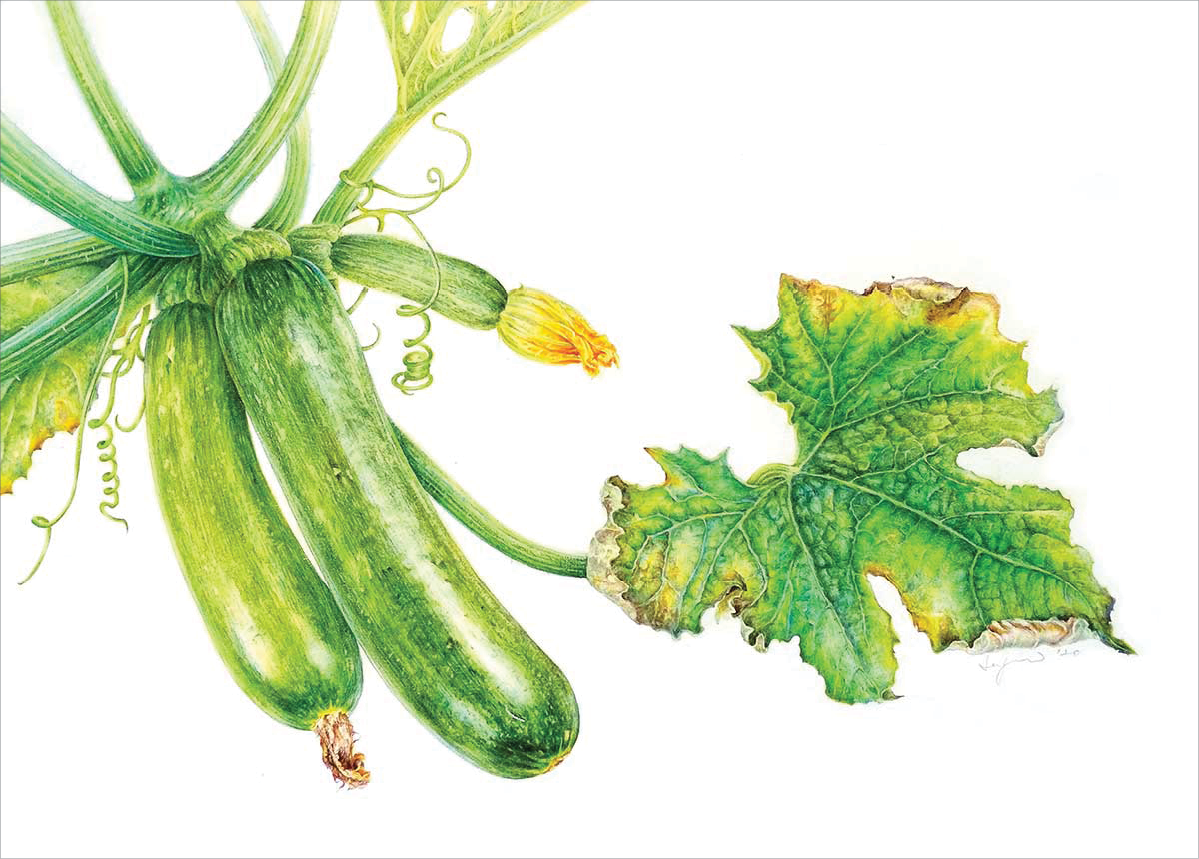 Colored pencil drawing of three zucchinis of different sizes growing from the same thick vine