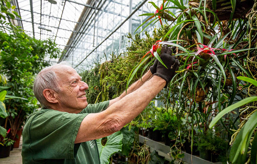 Volunteer Herb Stein working with plants in the Greenhouse