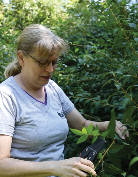 Artist pruning a plant