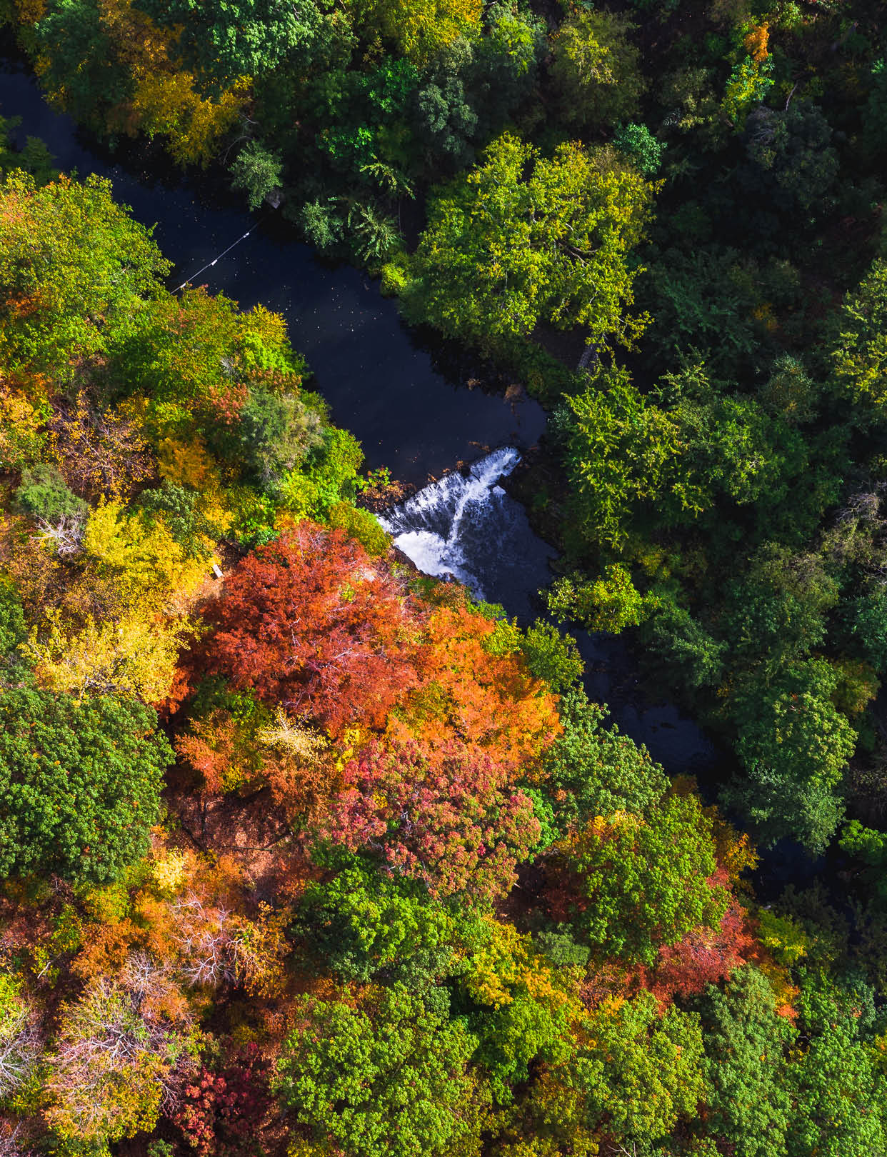Aerial view of fall color of orange and green leaves and the Bronx River in the Thain Family Forest