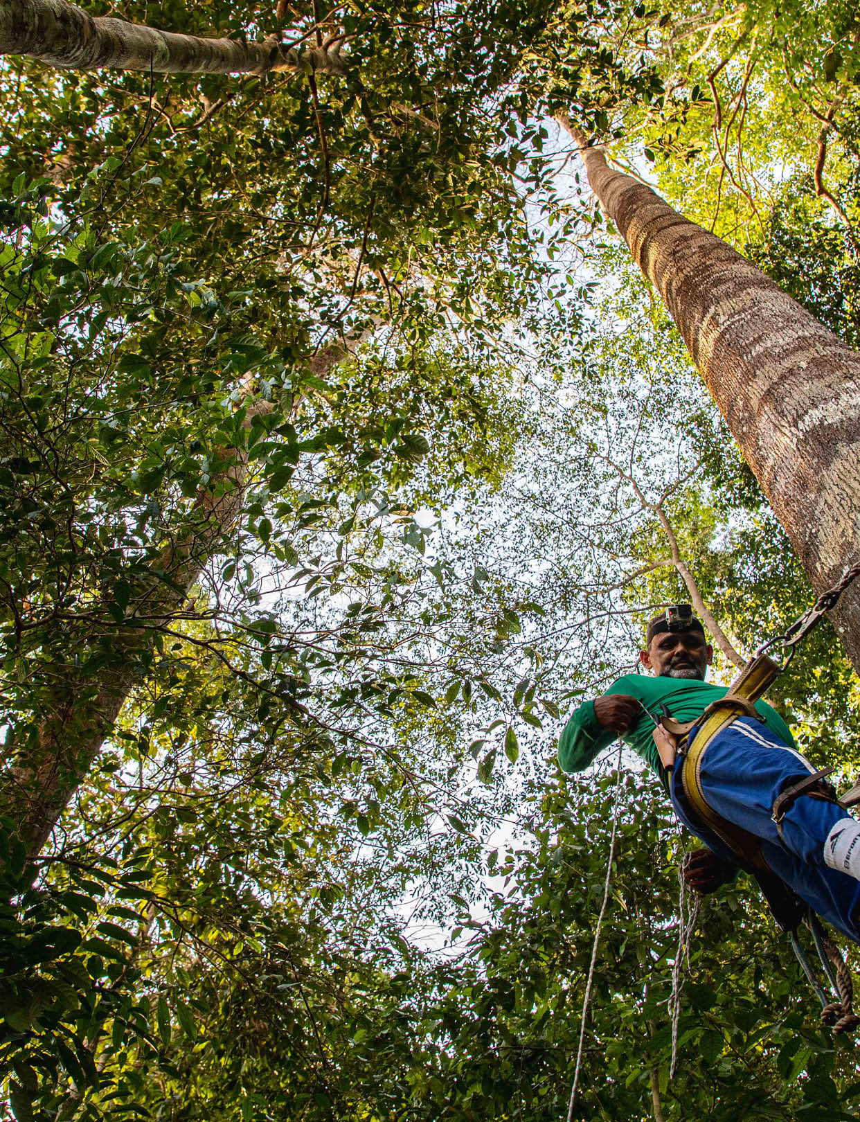 Woodsman climbing a tree in Rondonia