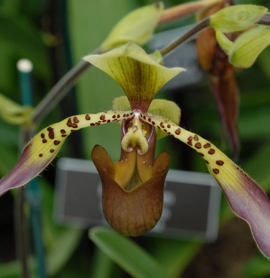 image of Paphiopedilum lowii