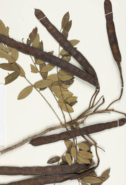 Herbarium specimens