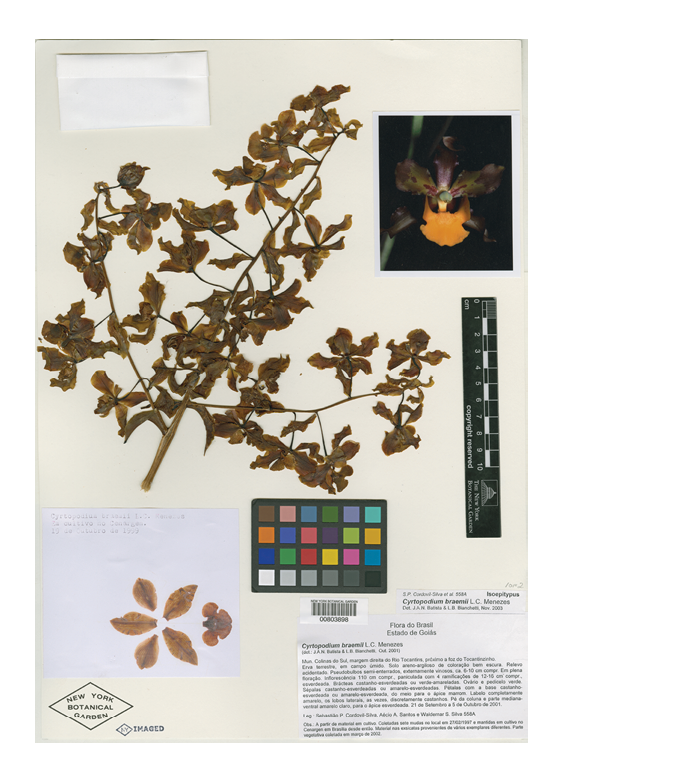 Virtual Herbarium Image - LAPI Scan