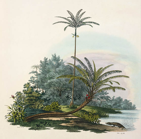 Ash trees in the Catskills