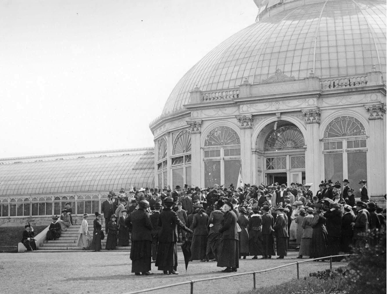 Close-up of White Snakeroot plant with butterflies