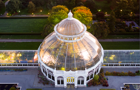 Scientist measuring an Ash tree 