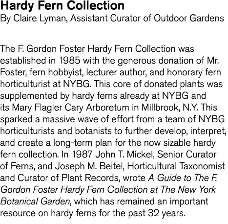 Hardy Fern Collection By Claire Lyman  Assistant Curator of Outdoor Gardens The F  Gordon Foster Hardy Fern Collectio   