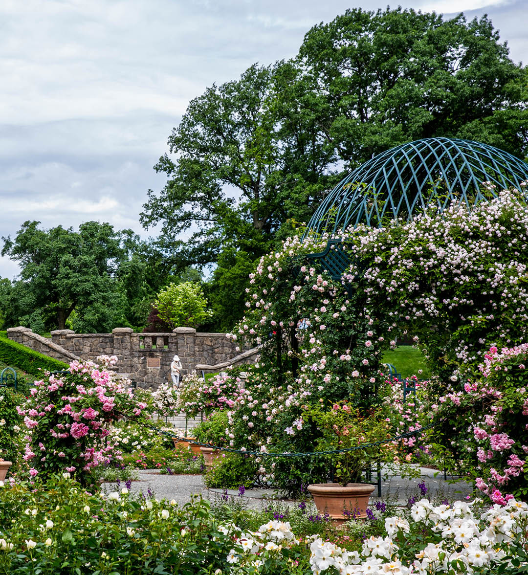A hawk on a tree branch in the Garden