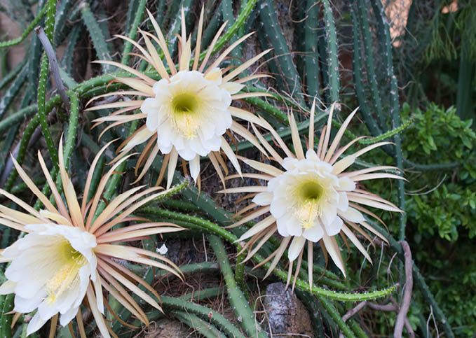 blooming flower Queen of the night  Selenicereus grandiflorus Blooming one night only 