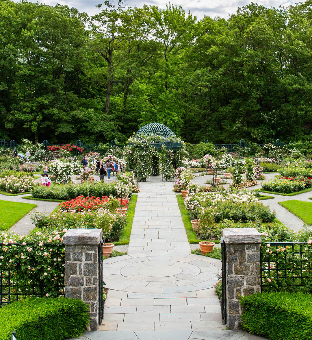 A hawk on a tree branch in the Garden