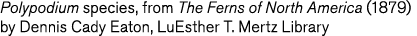 Polypodium species  from The Ferns of North America  1879  by Dennis Cady Eaton  LuEsther T  Mertz Library