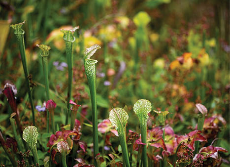 Scientist measuring an Ash tree 