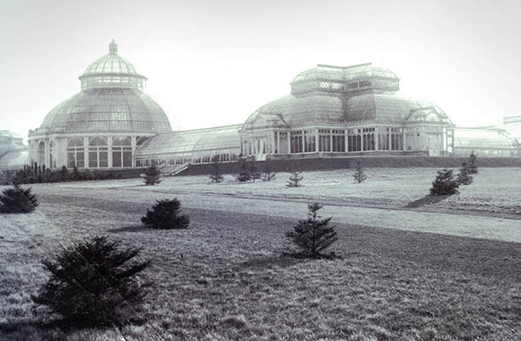 Scientist measuring an Ash tree 
