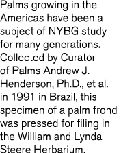 Palms growing in the Americas have been a subject of NYBG study for many generations  Collected by Curator of Palms A   