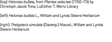  top  Helonias bullata  from Plantae selectae  1750 73  by Christoph Jacob Trew  LuEsther T  Mertz Library  left  Hel   