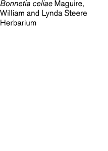 Bonnetia celiae Maguire  William and Lynda Steere Herbarium