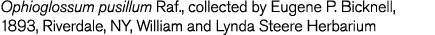 Ophioglossum pusillum Raf   collected by Eugene P  Bicknell  1893  Riverdale  NY  William and Lynda Steere Herbarium