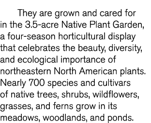 They are grown and cared for in the 3 5-acre Native Plant Garden  a four-season horticultural display that celebrates   