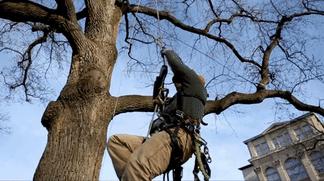 An animated GIF of an arborist ascending a rope into a barren tree in winter