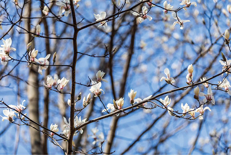 New pink and white flowers beginning to open from buds on the still-barren branches of spring magnolias