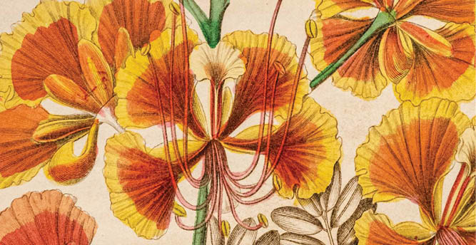 An orange and yellow illustration of a peacock flower
