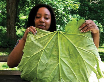 Arvolyn Hill, Family Programs Coordinator for the Everett Children s Adventure Garden, holds up an enormous leaf to demonstrate the patterns on its underside 