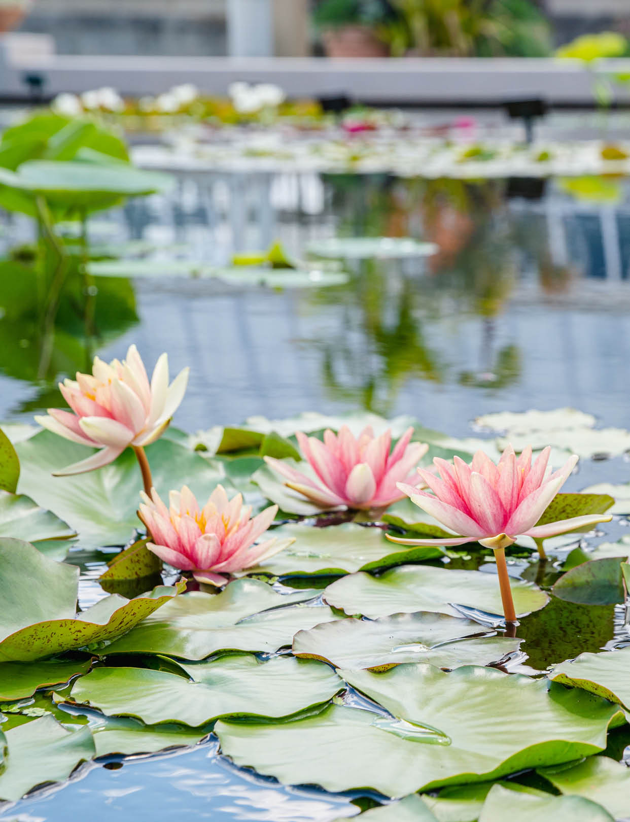 Bright pink water lily blooms rise up from the Conservatory Pool above green lily pads 