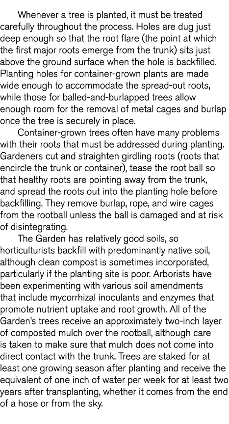 Whenever a tree is planted, it must be treated carefully throughout the process  Holes are dug just deep enough so th   