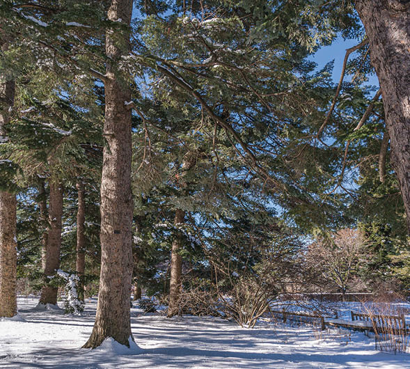 Tall coniferous trees grouped together in a winter landscape, with sun-dappled snow on the ground beneath them