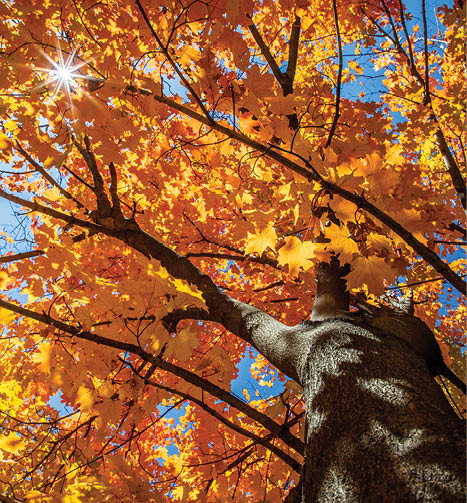 An upward shot of a deciduous tree in fall, its wide trunk rising up to meet a canopy of vivid orange leaves under a sunny blue sky