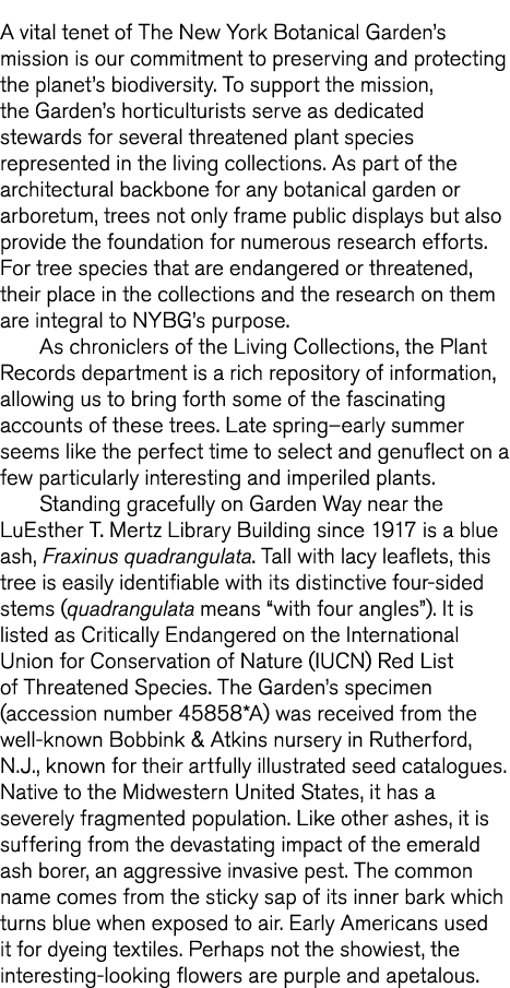 A vital tenet of The New York Botanical Garden s mission is our commitment to preserving and protecting the planet s    