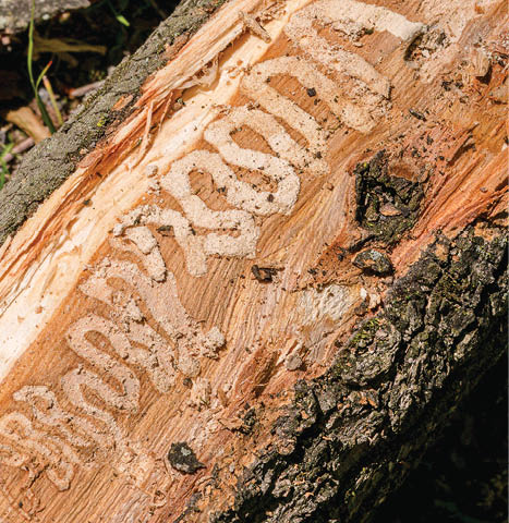 An inside view of a tree s trunk with the bark stripped away, revealing a serpentine pattern of damage in the wood below caused by insects