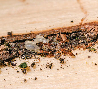 A close-up shot of small boring insects inside a tree s wood, carrying their larvae back and forth