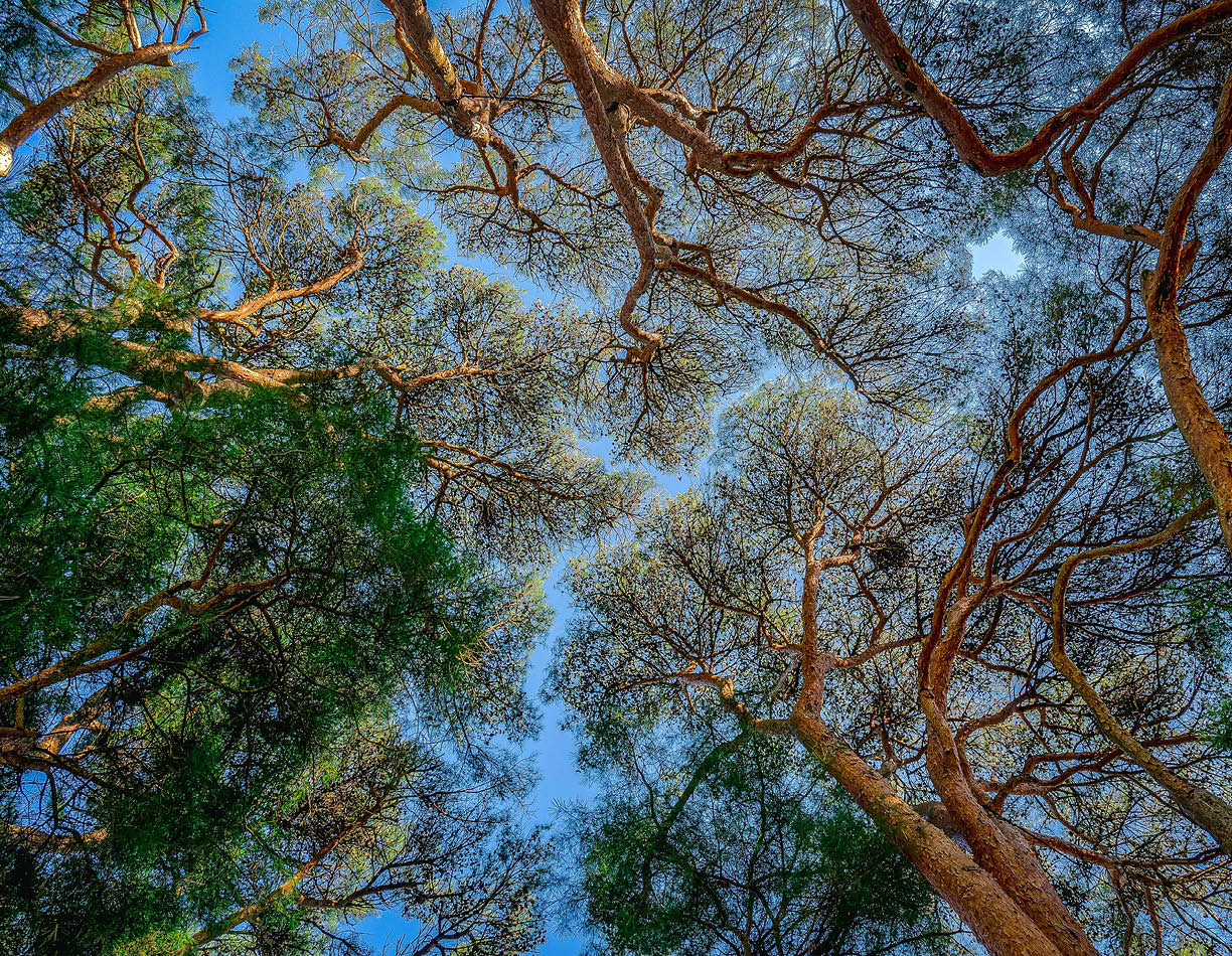 Tree branches covered in new spring leaves stretch out above, framed by a cloudless blue sky