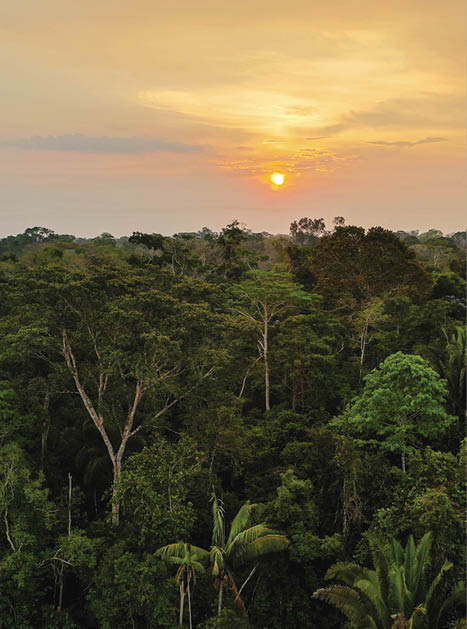 The sun sets over the Amazon Rain Forest in this photo taken from above 