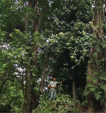 An NYBG scientist poses while leaning against a tree beneath the thick canopy of Brazil s Amazon Rain Forest 