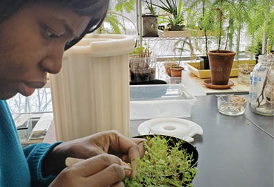 Tyneesha Smalls leans closely over a pot of seedlings in a laboratory, examining their newly formed leaves 