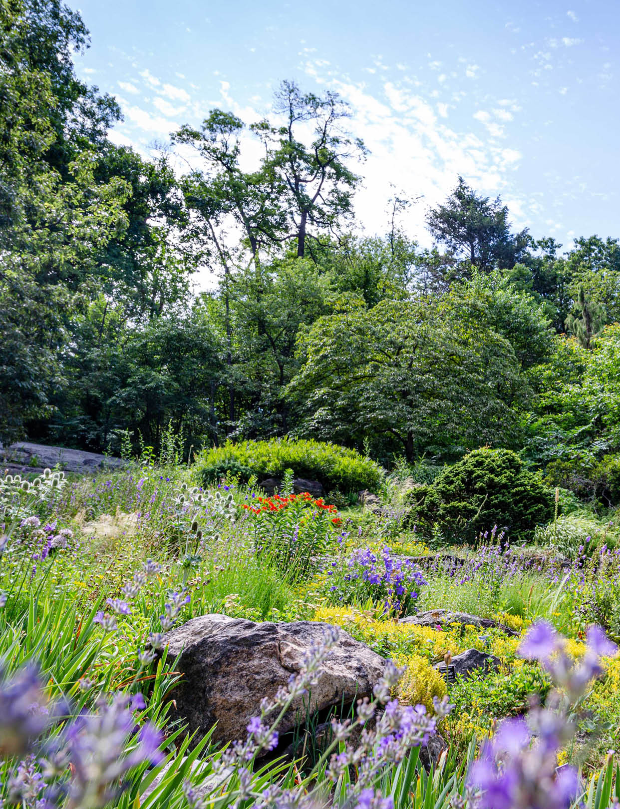 A collection of purple and red Alpine flowers blooms among sunny, green foliage and a backdrop of lush trees in the Rock Garden 