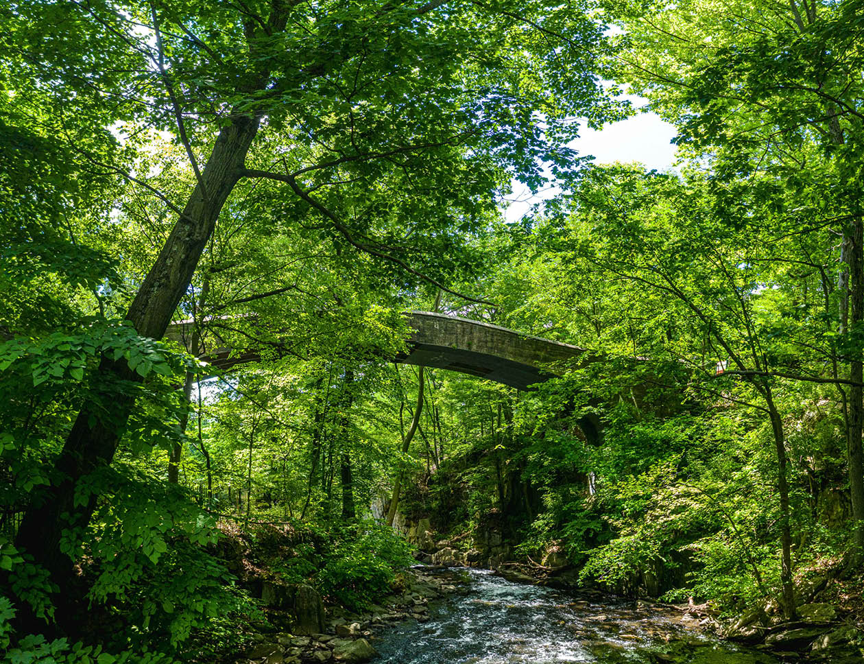 A quiet section of the Bronx River winds beneath a high bridge at NYBG, flanked on either side by steep, shady banks covered in bushy green shrubs and tall trees