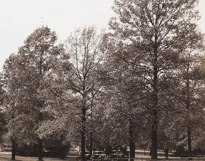 A black and white photo of trees growing in the Garden