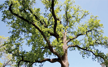 A photo of the top of one of the tulip tree known as the  Mother Tree  of Tulip Tree Allée, its branches framed by green leaves and a blue sky