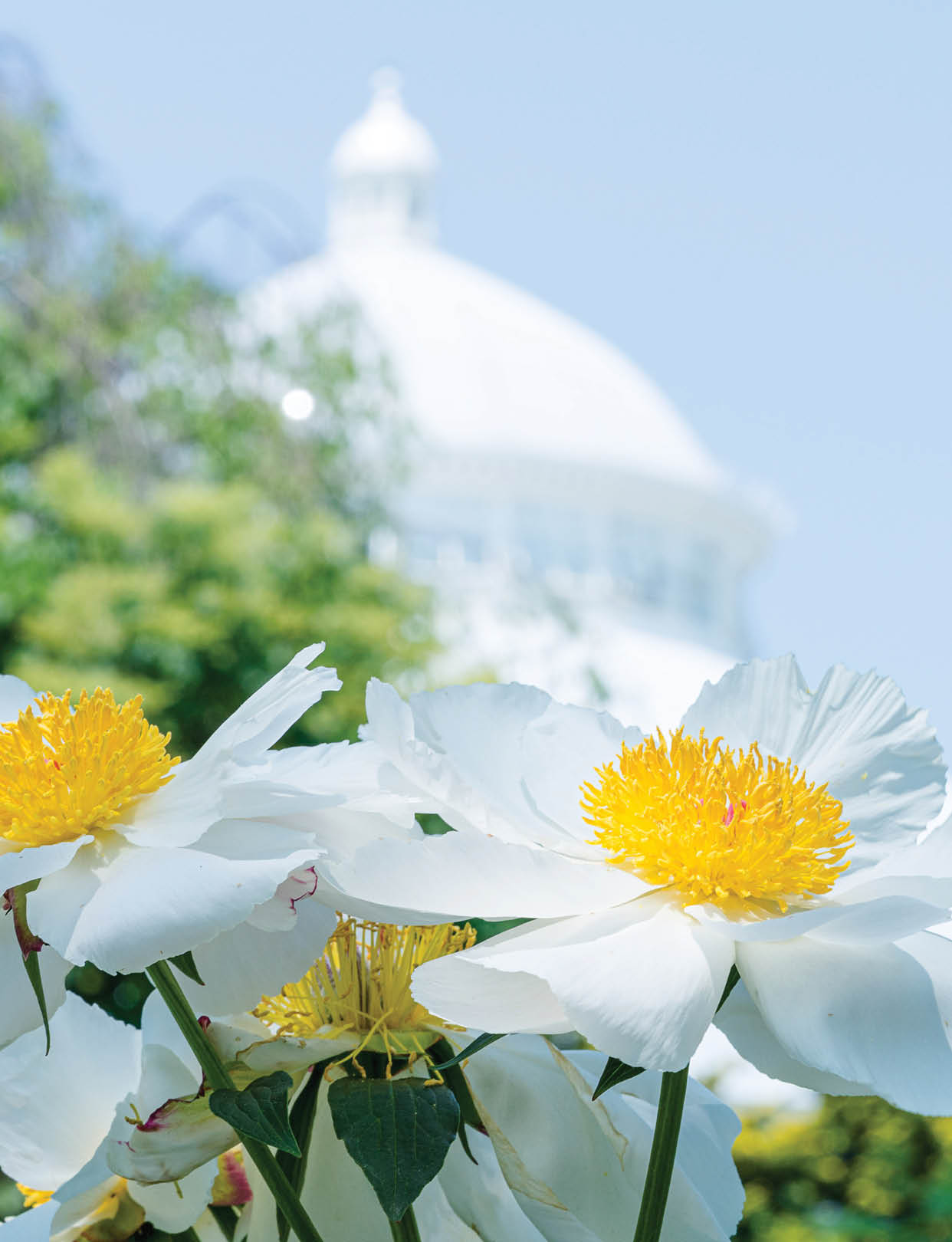 Bright white flowers with yellow centers bloom with the Palm Dome of the Enid A  Haupt Conservatory visible in the background 