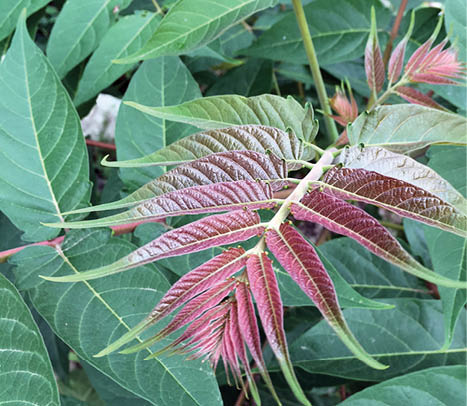 A photo of the green and red leaves of a plant observed for the EcoQuest Challenge