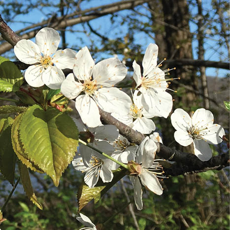 White flowers with yellow centers bloom brightly in the sun