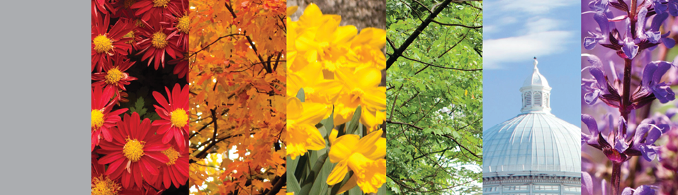 A colorful collage of photos taken across NYBG s 250 acres, from fall leaves, to flowers, to the Haupt Conservatory s palm dome, each one arranged to create a rainbow effect