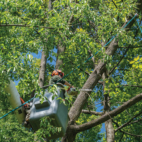 An arborist in the bucket of a  cherry picker  machine uses a small chainsaw to trim branches from a leafy green tree in summer 