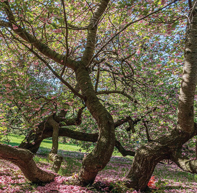 Winding tree trunks cast shade on a landscape of fallen spring blooms, their pink petals covering the ground beneath the branches 
